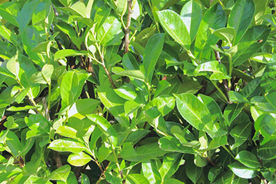 Prunus-laurocerasus-english-cherry-laurel-foliage-leaves-closeup