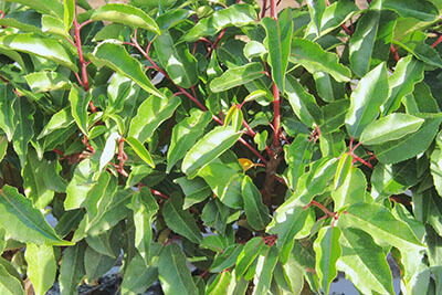 Portuguese Laurel Foliage (types of laurel shrub)