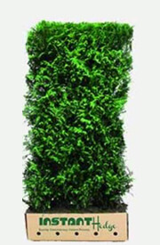 Thuja X Green Giant Arborvitae Hedge