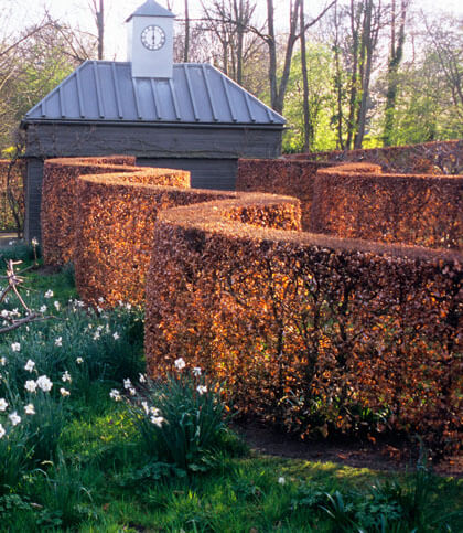 beech hedge as one of the best screening trees.