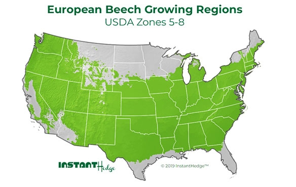 Privacy hedges ideal for zone 5-8. Best bushes for privacy. Evergreens for Privacy growing region.