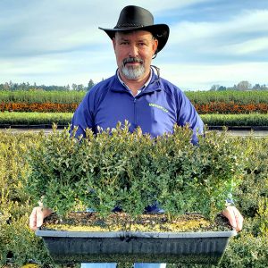 buxus-boxwood-field-nursery-worker-holding-winter