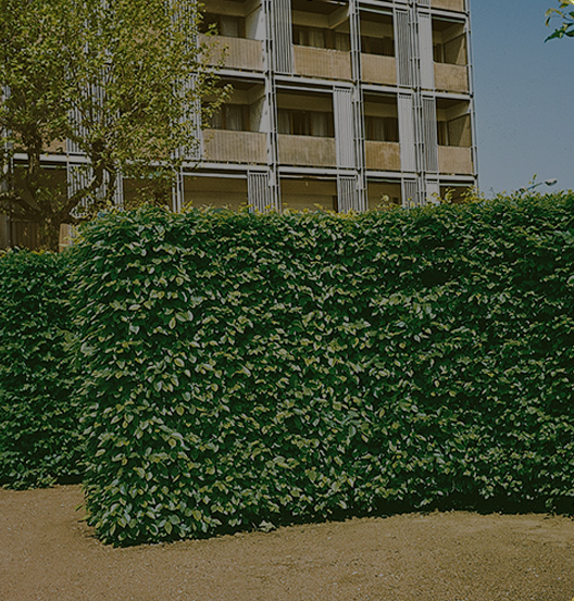 European Beech Hedge