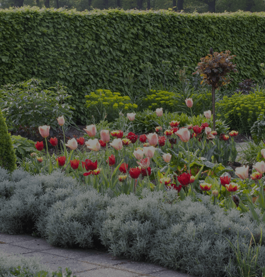 Hornbeam Hedge