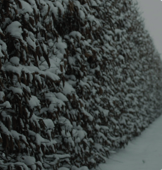 Carpinus Betulus Hedge