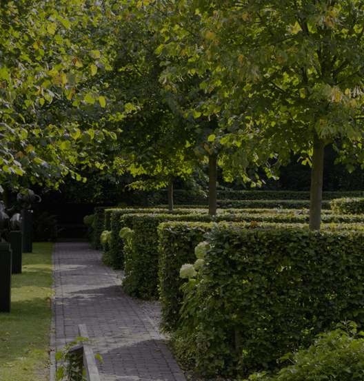 Fagus Sylvatica