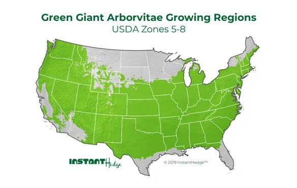 green giant arborvitae growing conditions