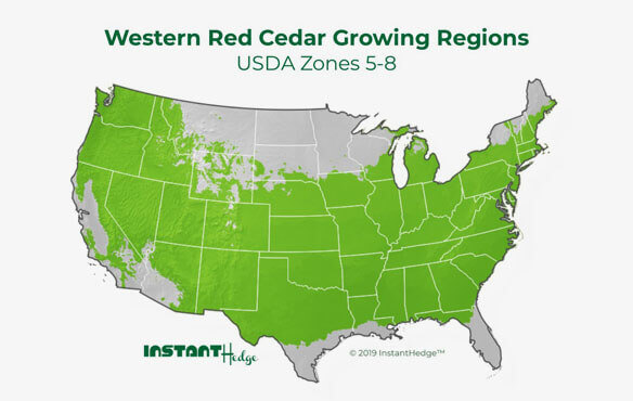 privacy shrubs growing regions. 