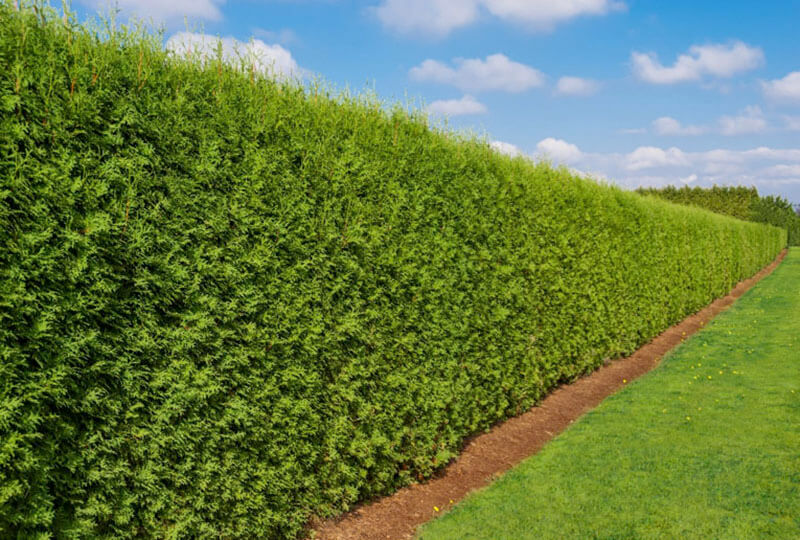 Plant Hedges Fence - Corner Garden Fence Landscape Ideas Jpg 1024 768 Fence Landscaping Privacy Landscaping Backyard Landscaping - Check out this epic artificial plants.