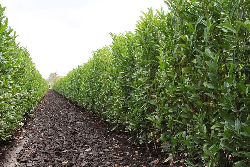 prunus-laurocerasus-schipkaensis-schip-cherry-laurel-hedge-field-row-nursery-InstantHedge