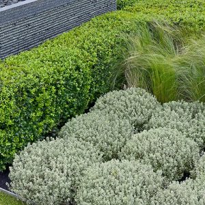 shutterstock_561652006-buxus-boxwood-modern-suburban-urban-courtyard-commercial