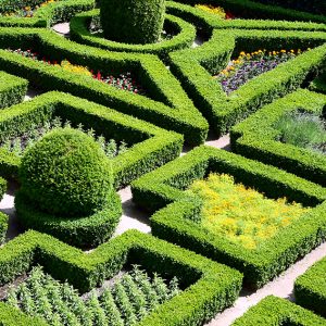 shutterstock_63817801-buxus-boxwood-botanical-display-knot-garden-estate