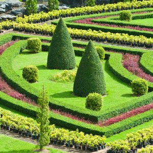 shutterstock_89444857-buxus-boxwood-knot-garden-botanical-display-estate