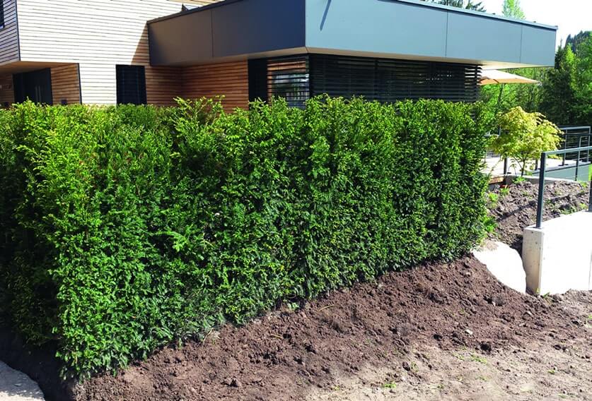 Image of Boxwood hedge tall