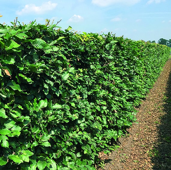 00000110-Fagus-sylvatica-5ft-summer-InstantHedge-row-ready-for-harvest