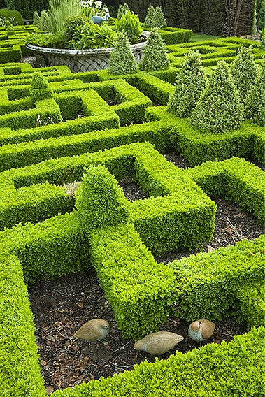 00794705-Buxus-modern-formal-knot-garden-InstantHedge