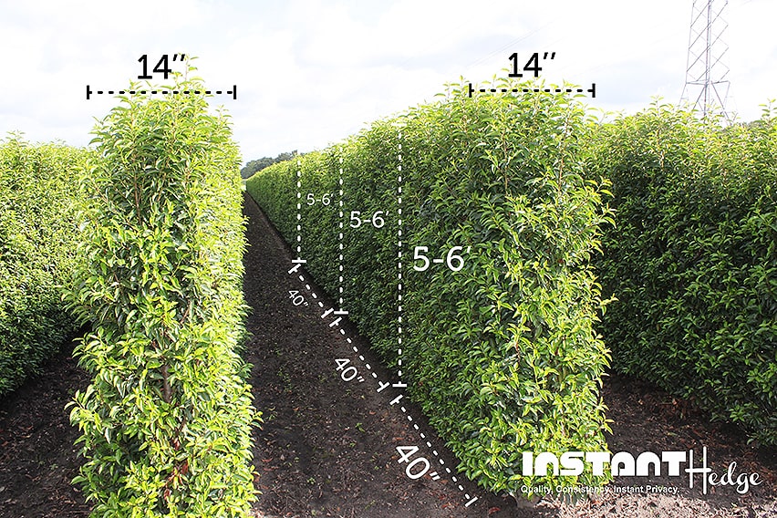 Hedge Sizes Tall Privacy Hedges Medium Hedges Low Hedges