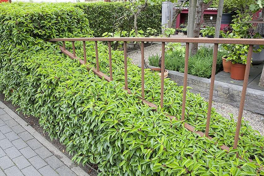 56529-prunus-lusitanica-portuguese-laurel-hedge-urban-suburban-varied-height-sculpture-contemporary-modern-path