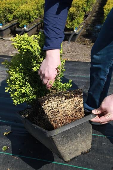 795653-Green-Mountain-Boxwood-root-development