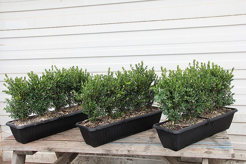 Buxus-'Green-Mountain'-(3)