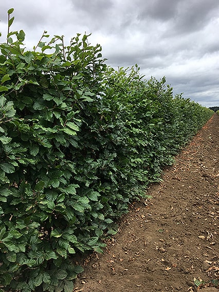 Fagus-sylvatica-3-4ft-three-four-feet-tall-hedge-InstantHedge-field