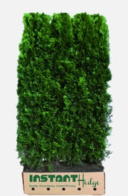 Emerald Green Arborvitae