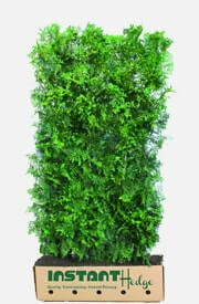 Thuja Occidentalis American Arborvitae Evergreen Hedge