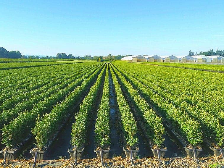 boxwood-InstantHedge-field-rows-summer