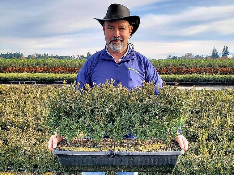 buxus-boxwood-field-nursery-worker-holding-winter-InstantHedge