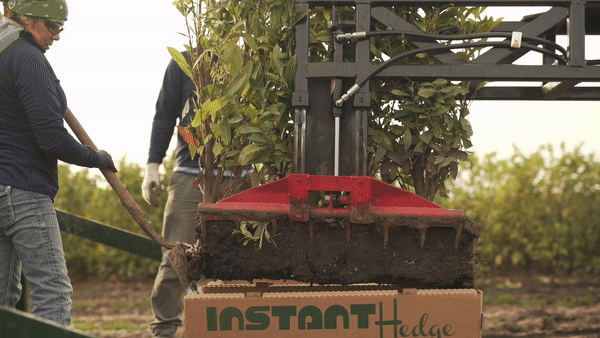 InstantHedge animated hedge harvest cardboard box machinery