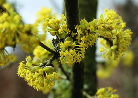 Experience Flowering Hedge