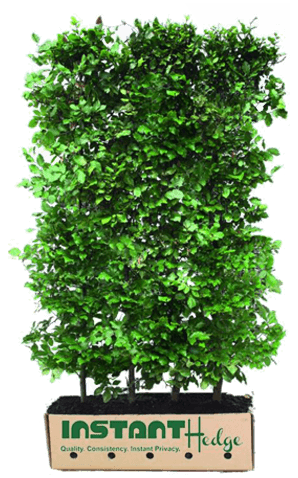 InstantHedge beech fagus hedge biodegradable cardboard box
