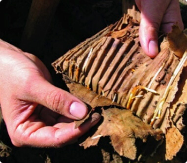 InstantHedge biodegradable cardboard box hedge roots growing