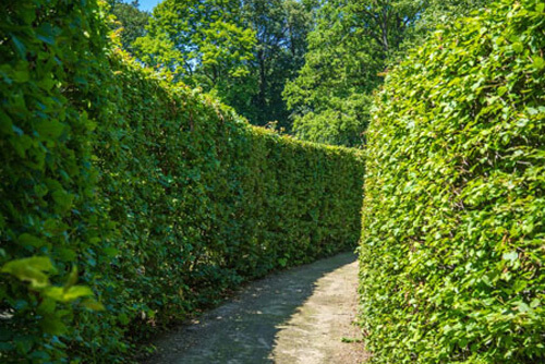 instanthedge vs conventional hedge