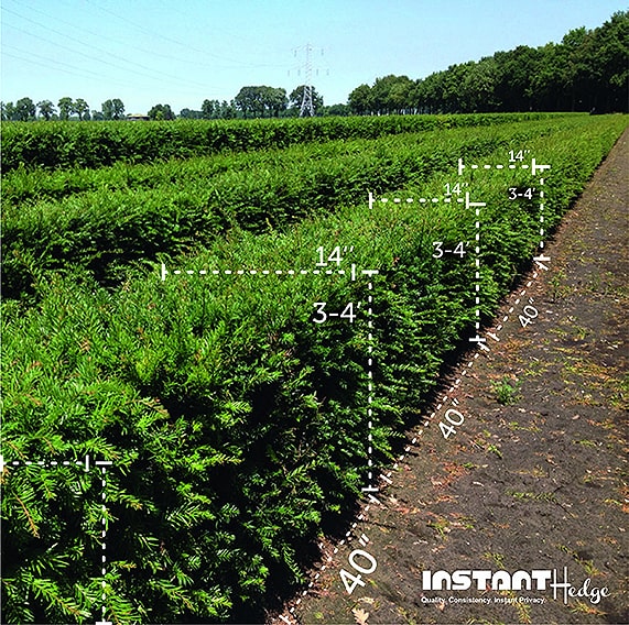 three-four-foot-tall-taxus-hedge-InstantHedge-field-dimensions