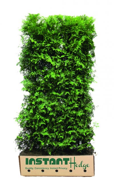 Arborvitae Hedges Skip laurel for sale