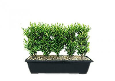 Boxwood hedges types of hedges
