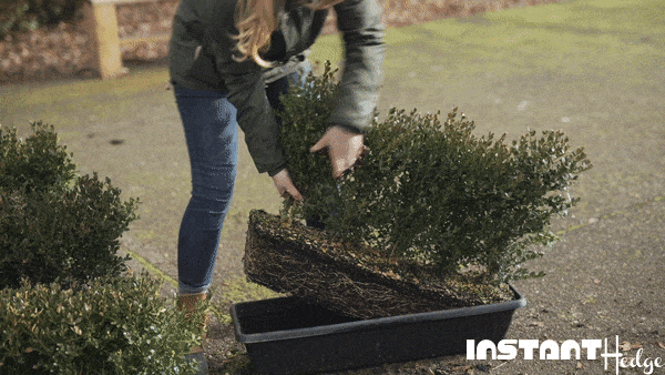 Planting a Green Mountain Boxwood