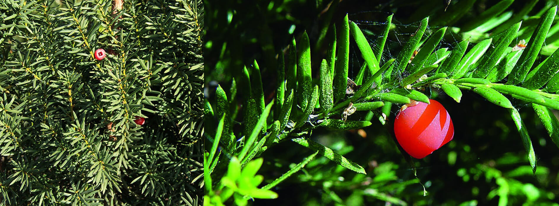 hicks yew hedge. Colorful reddish fruits on branches of yew hedge.