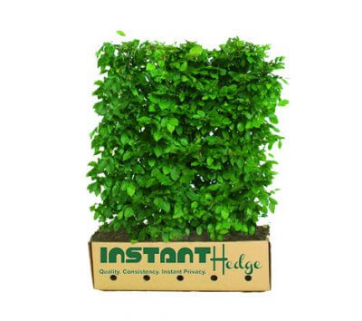 Hornbeam Hedges