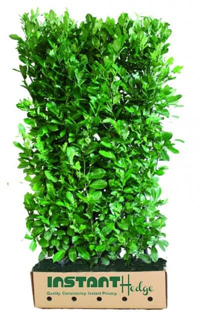Laurel Hedges Skip laurel for sale