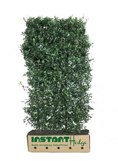 Other Evergreen Hedges different types of hedges