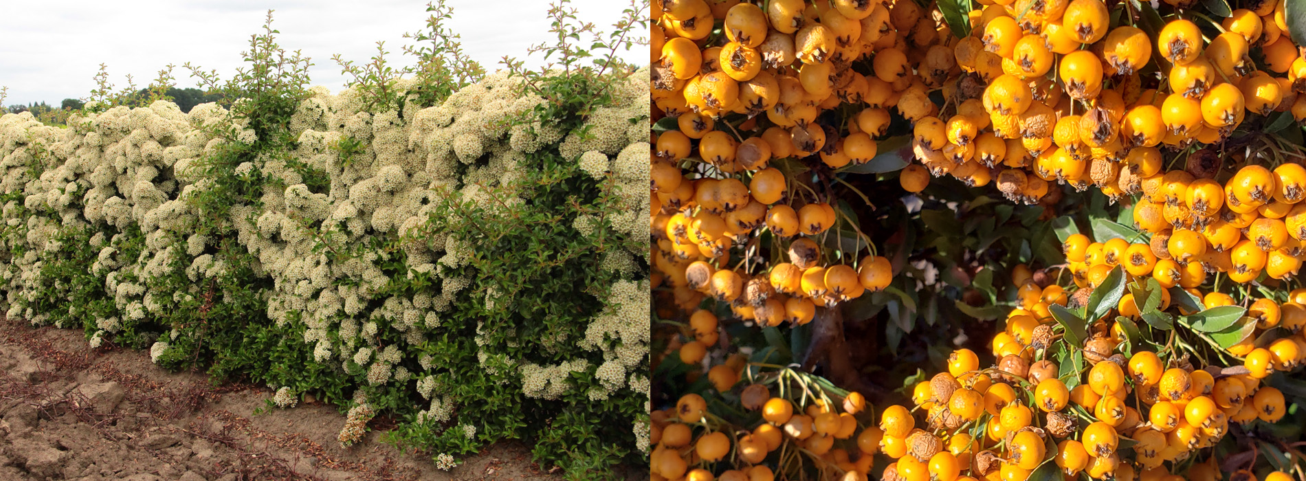 Best flowering hedges to consider