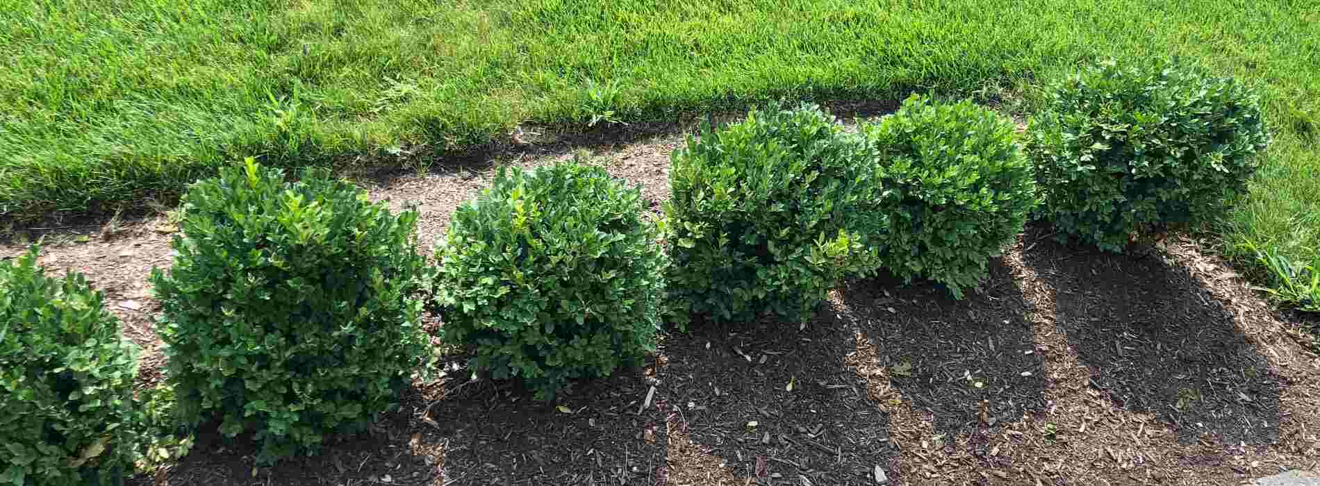 traditional boxwood hedge