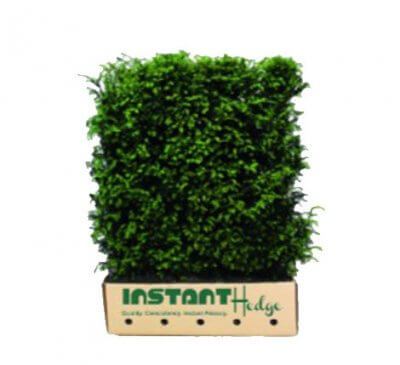 Yew Hedges hedge varieties