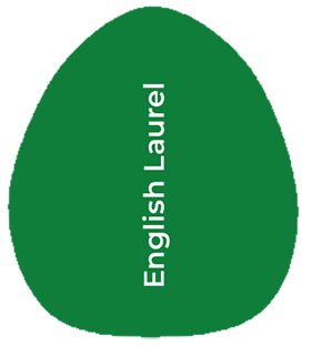 english-laurel types of laurel shrub