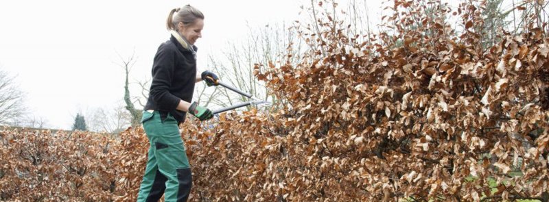 European beech hedge (Fagus Sylvatica) Pruning