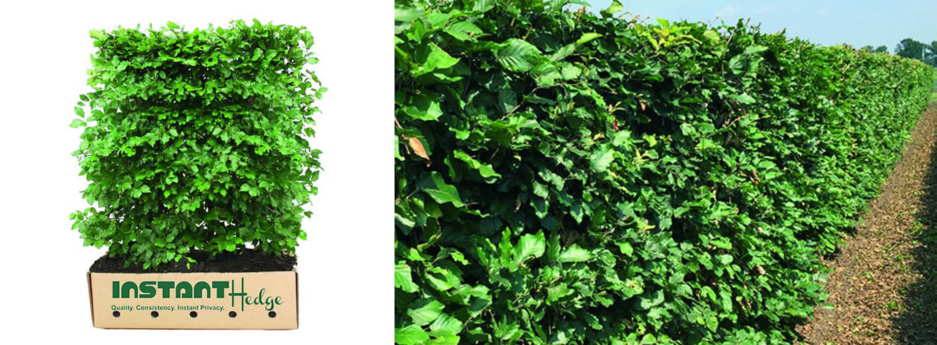 european-why Fagus Sylvatica: Buy European beech Hedge available for sale at best prices