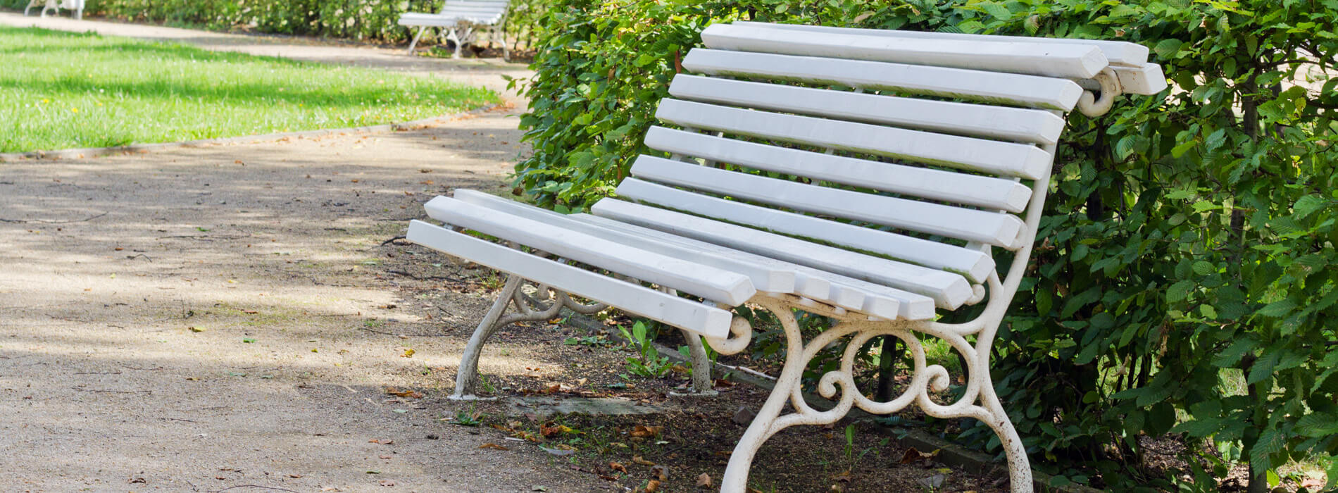 Beech is an excellent choice for urban plantings as it is tolerant of urban pollution Fagus Sylvatica is an excellent choice for urban plantings as it is tolerant of urban pollution