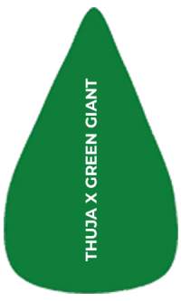 groth-habit-1 arborvitae tree